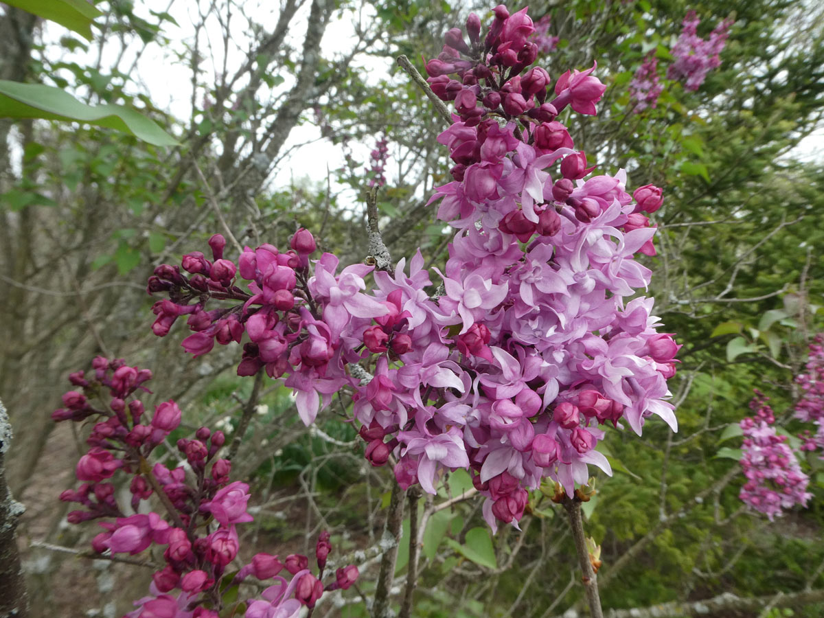 International Lilac Society - dark and light pink lilacs