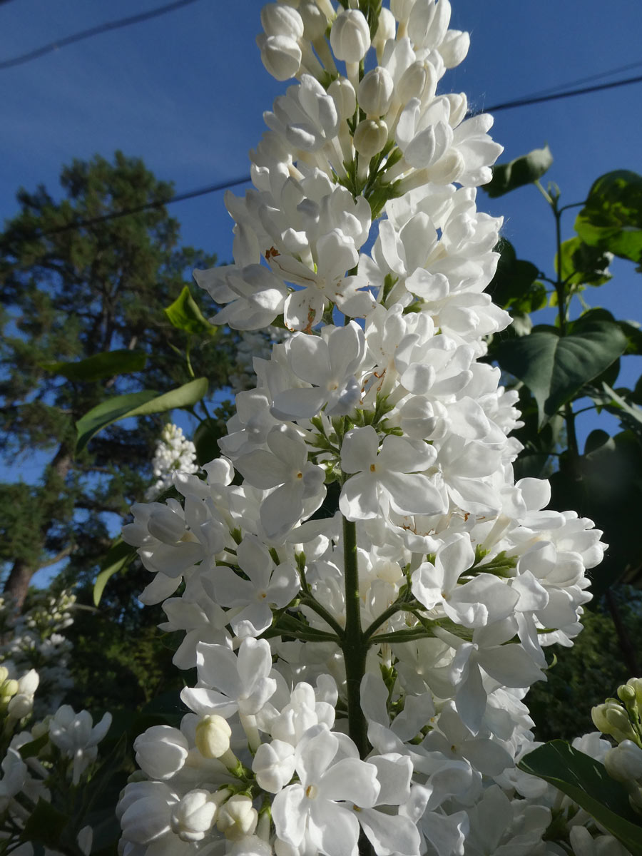International Lilac Society - tall white lilacs