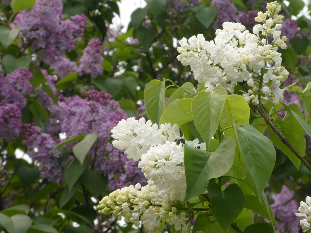 International Lilac Society - purple and white lilacs