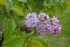 Abundant Bloomer