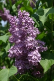 Adam_Mickievisz_2007_BG_MSU_TP_5