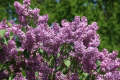 Adam_Mickievisz_2012_BG_MSU_TP