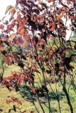 Adelaide_Dunbar_England_CC