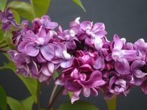 Adelaide_Dunbar_LNT