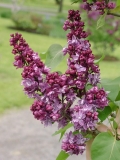 Adelaide_Dunbar_MBG_BB