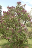 Adelaide_Dunbar_ZB_1