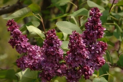 Adelaide_Dunbar_ZB_2