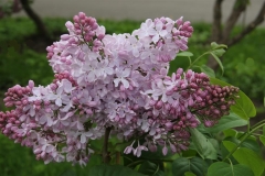 Adelina_2019_Russia_OA