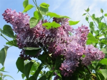 Adelina_2019_Russia_OA_2