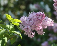 Adelina_202405_MGU_TP_3