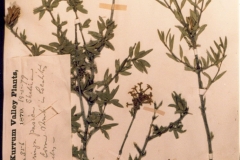 afghanica