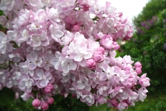 Afrodita_TP_1