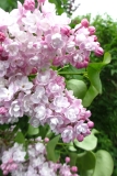 Afrodita_TP_3
