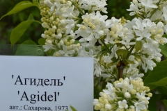 Agidel