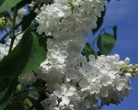 Agidel_NP_1
