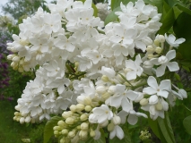 Agidel_NP_2
