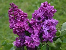 2_Agincourt_Beauty_2004_CH_1