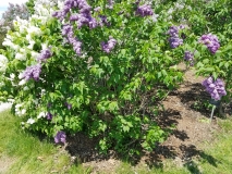 2_Agincourt_Beauty_20170523_RBG_MLD_1