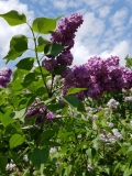 2_Agincourt_Beauty_20170523_RBG_MLD_2