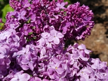 2_Agincourt_Beauty_20170523_RBG_MLD_3