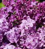2_Agincourt_Beauty_20170523_RBG_MLD_4