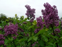 2_Agincourt_Beauty_CEF_BB