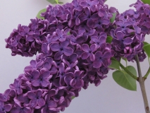 2_Agincourt_Beauty_LNT