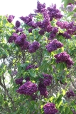 2_Agincourt_Beauty_TP