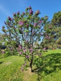 Aino_20220513_HP_MLD