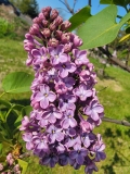 Aino_20220513_HP_MLD_2