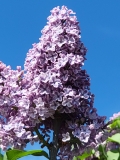 Aino_20220515_HP_MLD