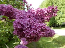 Aino_Estonia_IS_1