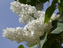 Akku_20240527_MD
