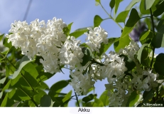 Akku_2024_Russia_SB_1