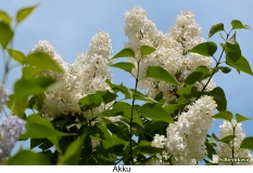 Akku_2024_Russia_SB_2