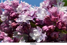 Alatau_2024_Russia_SB_1