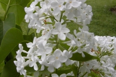 Alba Grandiflora