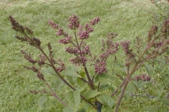 Alba (k. reflexa)