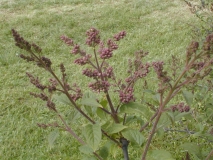 Alba_komarowii_reflexa_2003_HP_MM__DM
