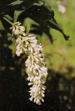 Alba_komarowii_reflexa_CC