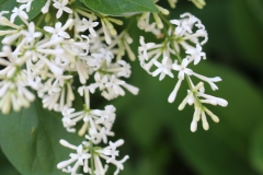 Alba (microphylla)