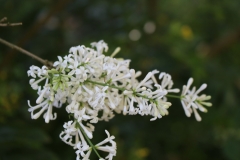 Alba_pubescens_microphylla_201805_KID_NS_2