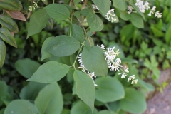 Alba_pubescens_microphylla_201805_KID_NS_3