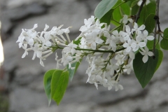 Alba (oblata)