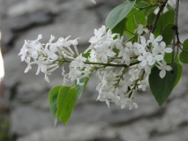 Alba_oblata_Hebei_China_SLYU