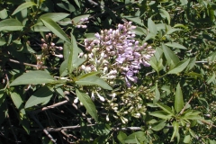 Alba (persica)
