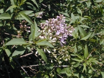 Alba_persica_2003_HP_MM__DM