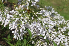 Alba_persica_2019_Dobele_NS_1