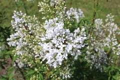 Alba_persica_2019_Dobele_NS_3