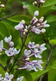 Alba_persica_20210427_BLBG_MLD_3